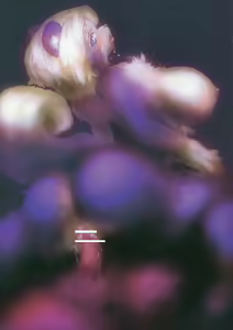 Page 11 of aurora - preview thumbnail