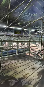 Page 2 of I tried going into a stall during a tour of the livestock barn - preview thumbnail