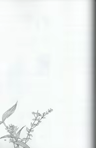 Page 56 of Teikakazura no Hana to Hototogisu - preview thumbnail